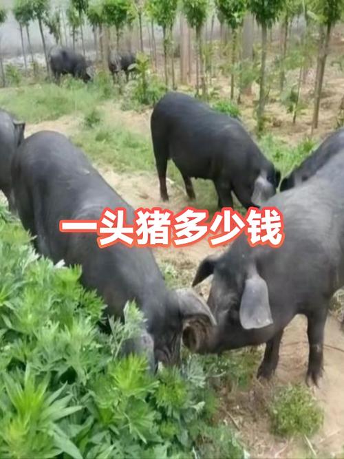 正常一头猪多少钱
