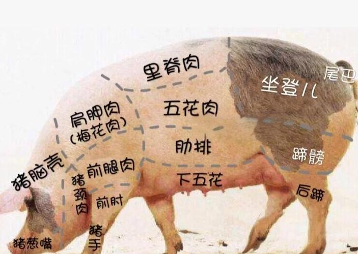 猪肘子是哪个部位?