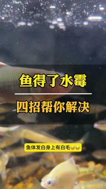 鱼有一层白霜什么毛病