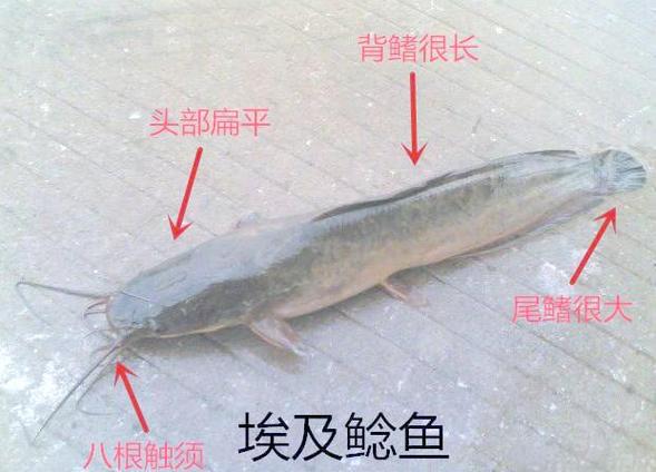 为什么鲶鱼尽量少吃