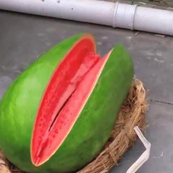 大西瓜呀圆又圆抱呀抱不动
