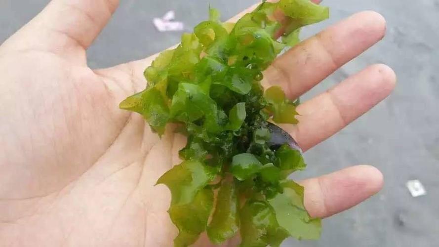 海草孕妇可以吃吗