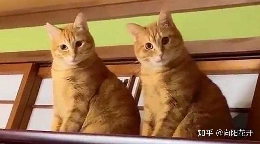 带猫咪长途出行要注意什么