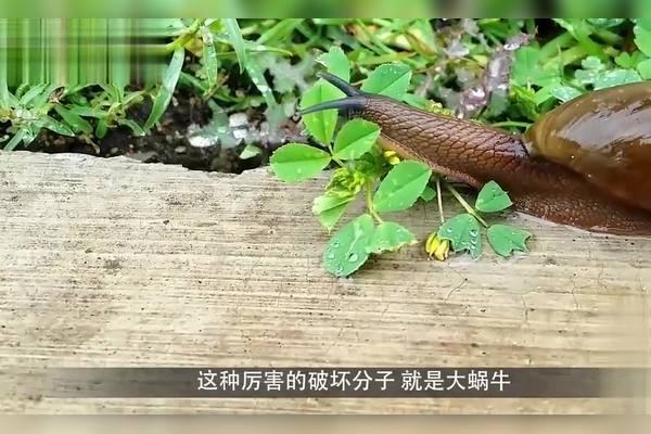 蜗牛传染什么病毒