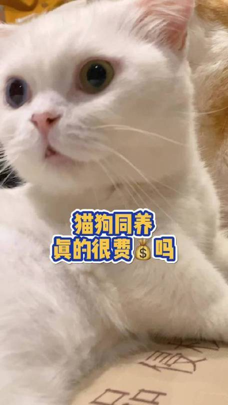 萌喵biubiu更新后叫什么截图3
