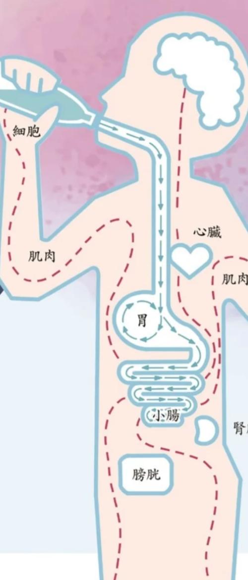 身体储水的水去哪了