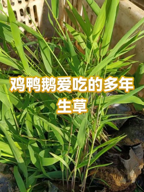 鸡鸭鹅哪个营养好截图2