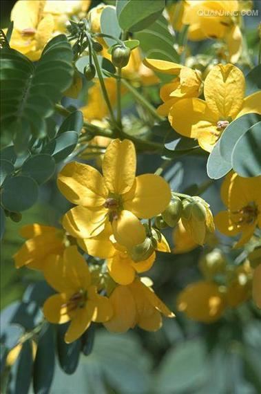 常见100种花树