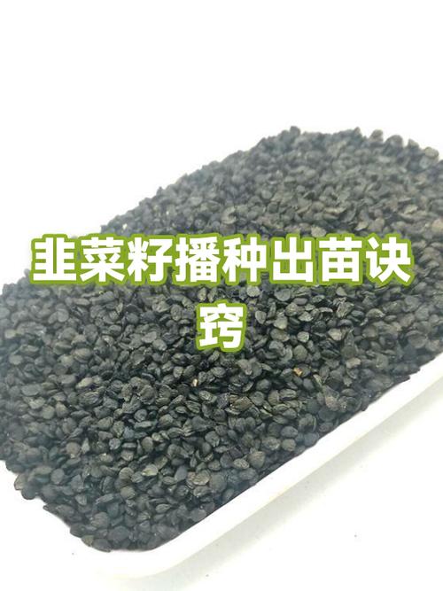 种韭菜籽的正确方法