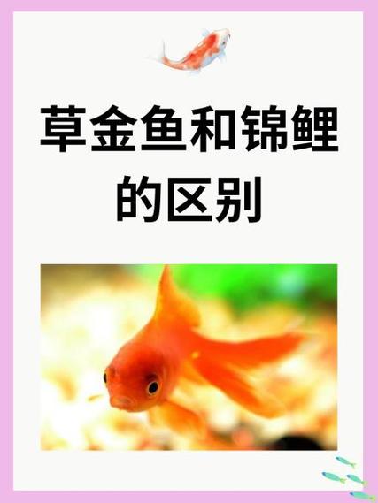 锦鲤草金混合算风水鱼么