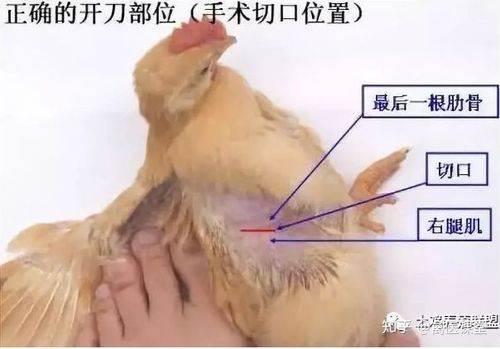 阉鸡技术教程视频讲解