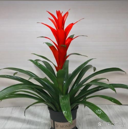 花养几盆最吉利
