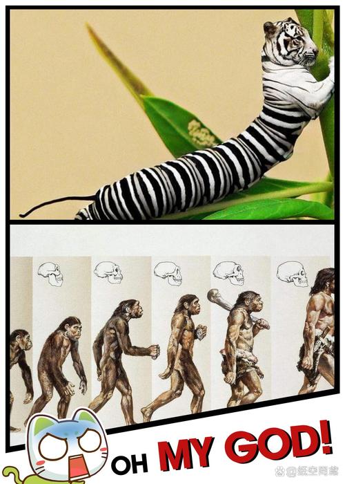 基督教人是猿猴进化来的