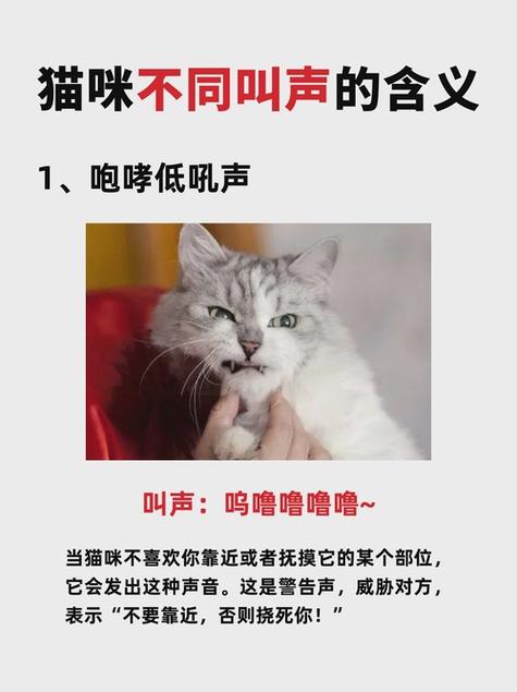 呼唤小猫咪出来的猫叫声