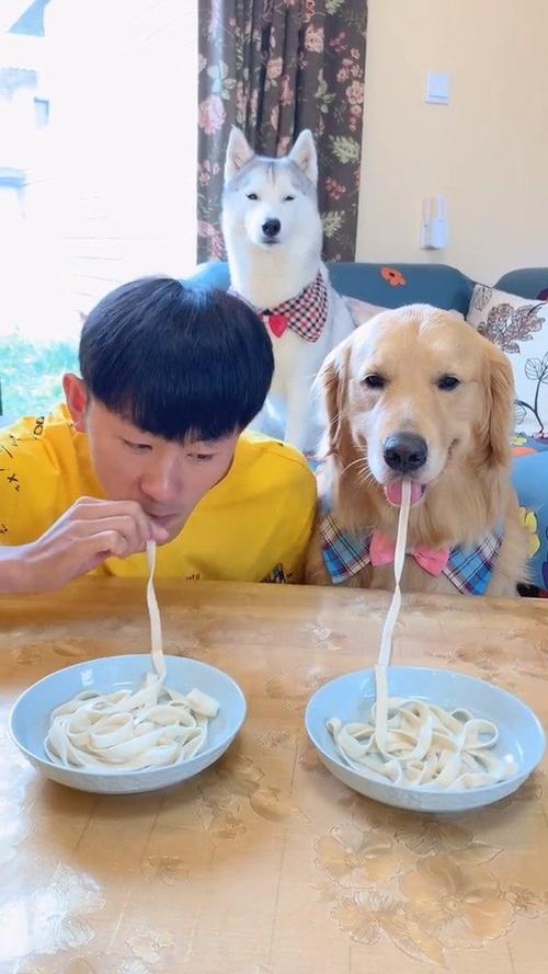 金毛蛋黄搞笑视频大全