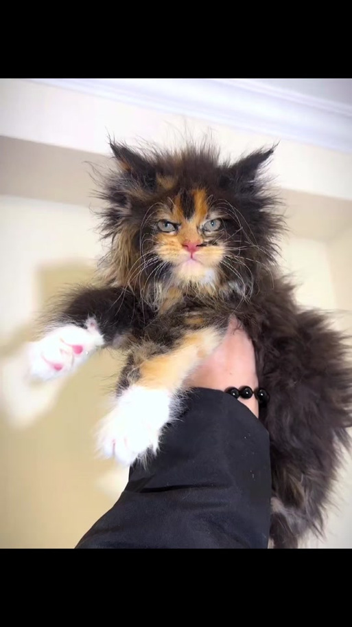 招财猫舍赚钱app下载