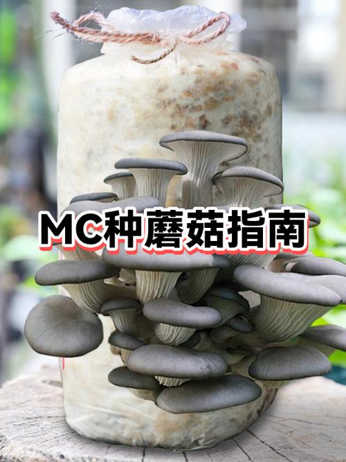mc蘑菇生长机制
