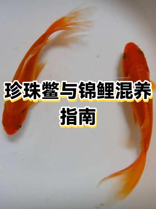 甲鱼能和锦鲤一起养吗