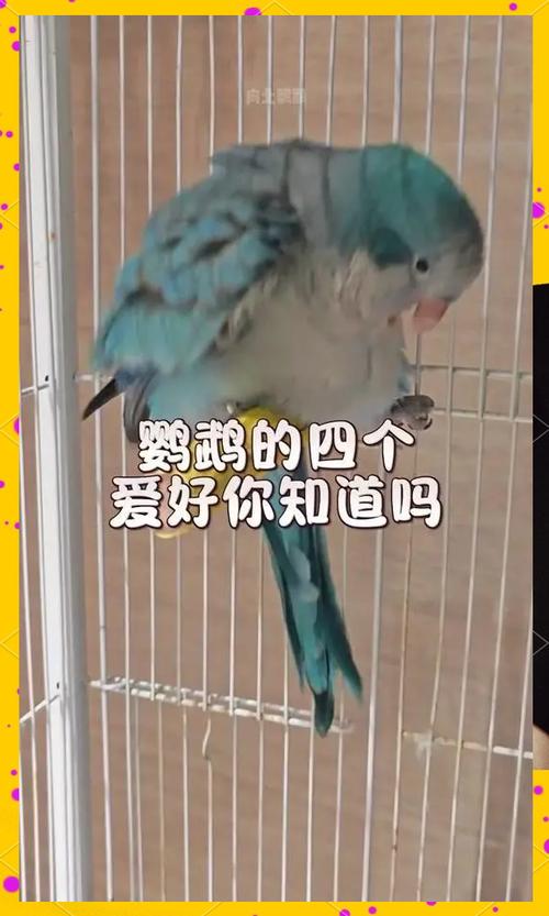 鹦鹉的爱好和秘密