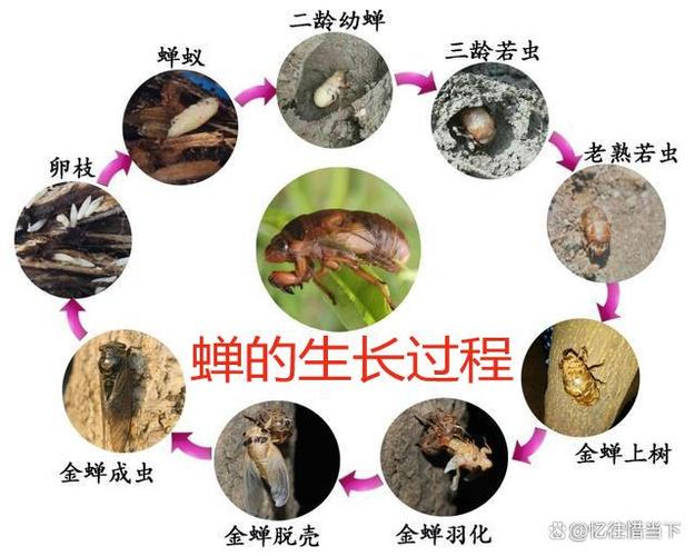 知了猴的发育过程