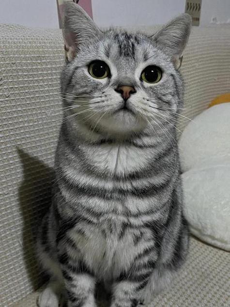 美短猫叫声mp3