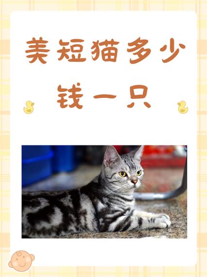 美短猫叫声mp3截图3