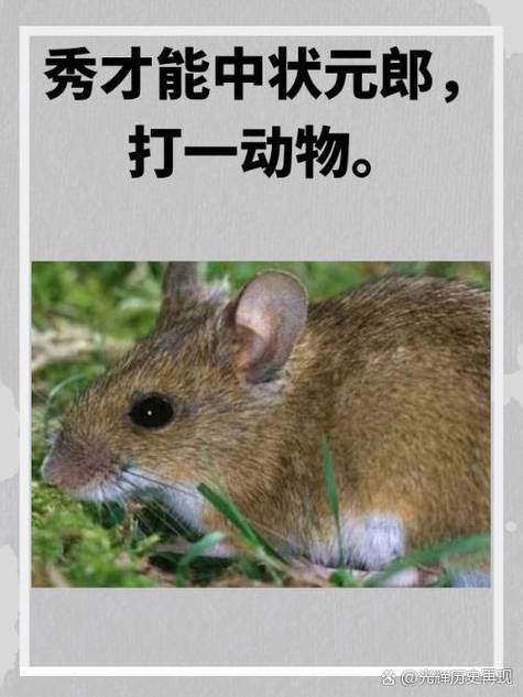 野蛮的动物是什么生肖