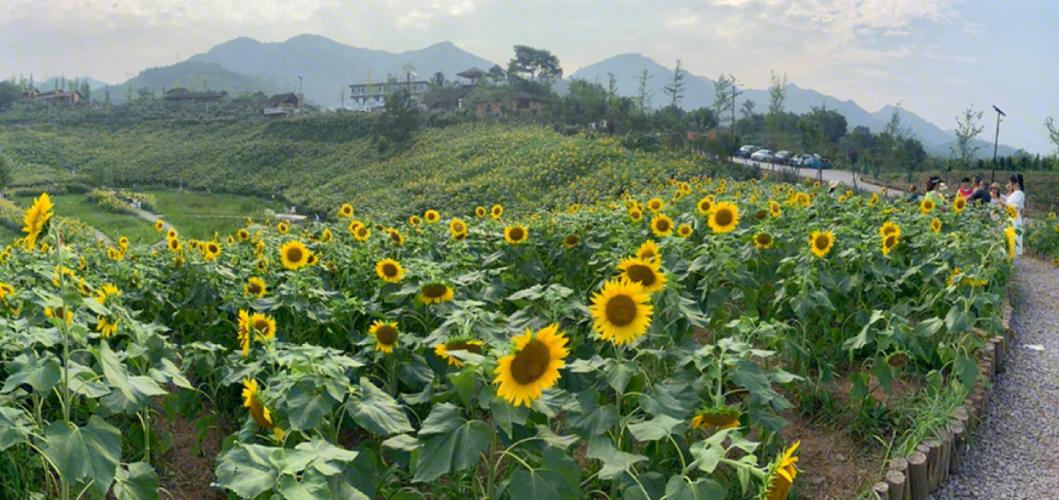 向日葵长在什么地方