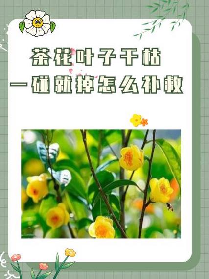 茶花叶子干枯一碰就掉怎么补救
