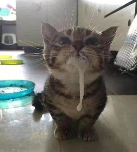 猫咪肠胃炎几天能恢复食欲