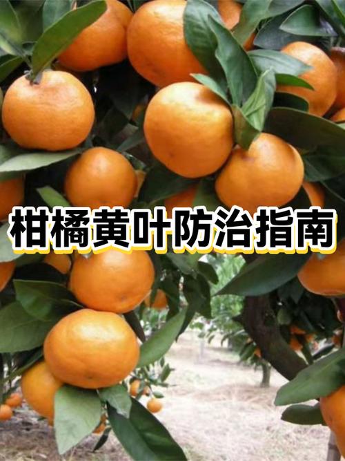 柑橘黄叶病怎么治