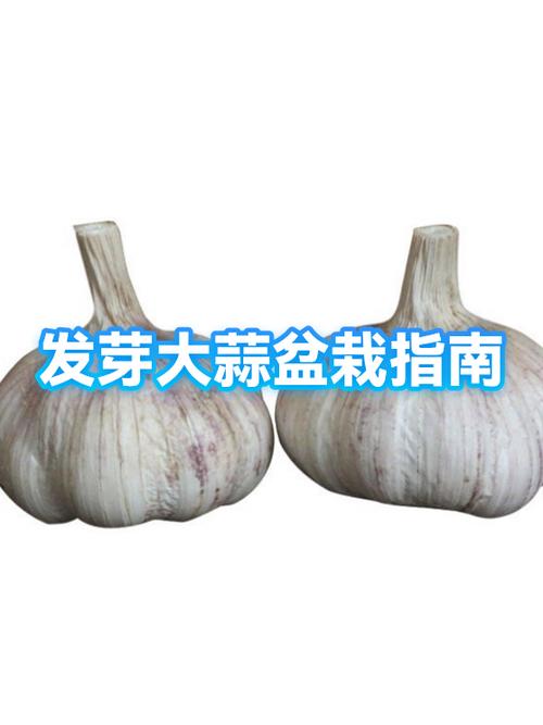 大蒜怎么栽到盆盆里