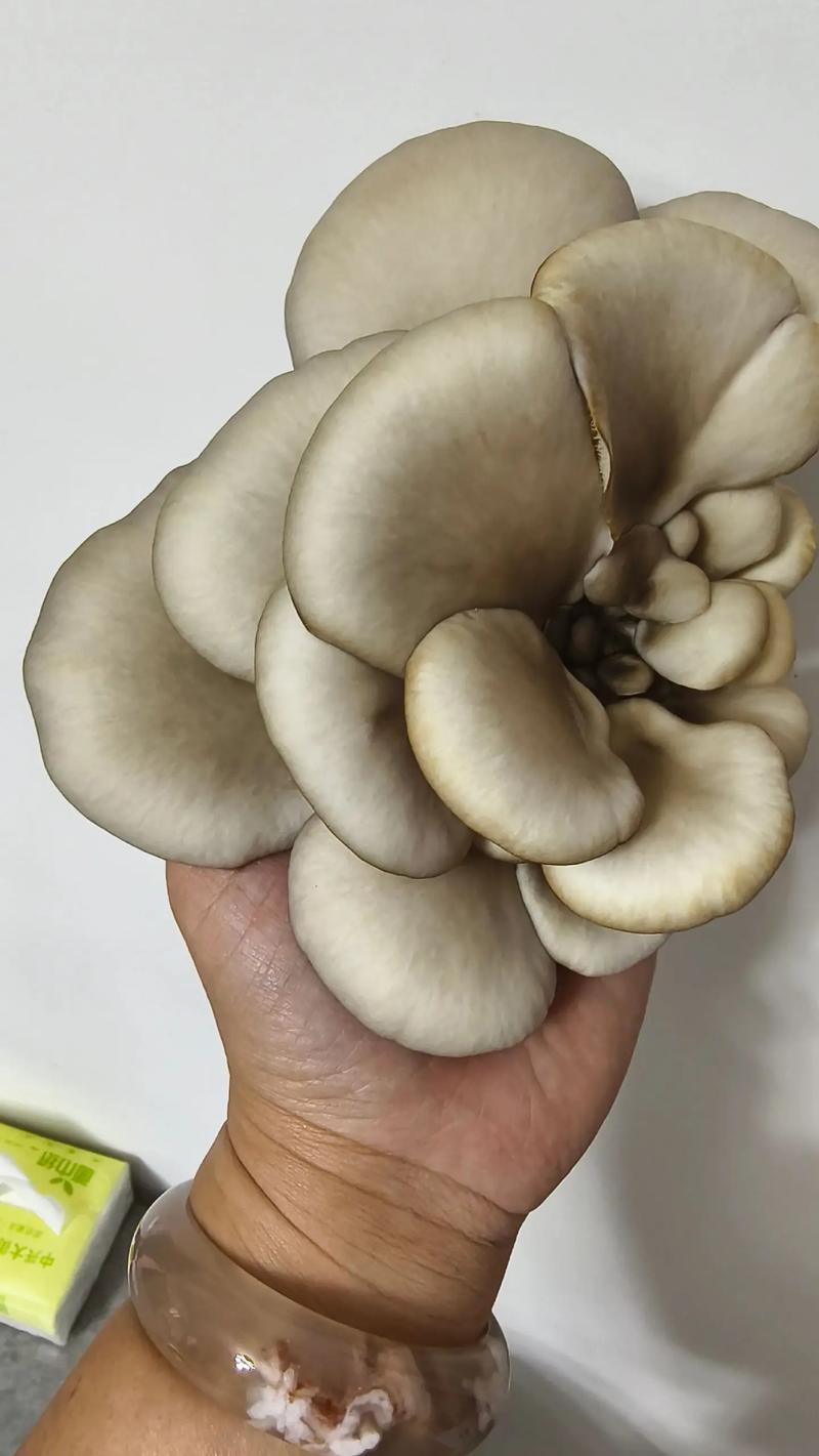 沉浸式吃爆辣蘑菇