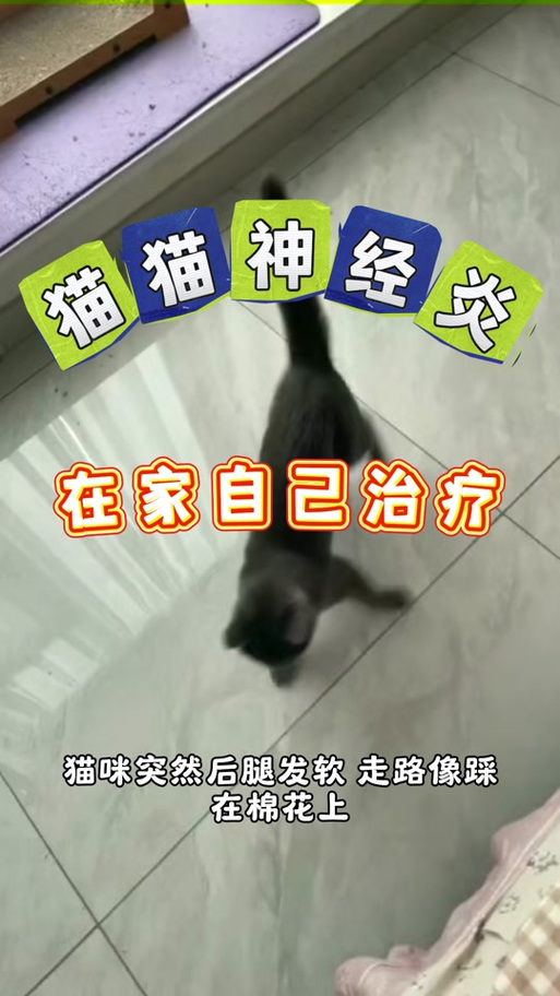 猫咪走路不稳四肢无力