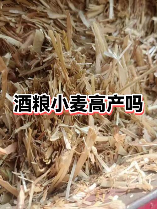 小麦白酒多少度最好