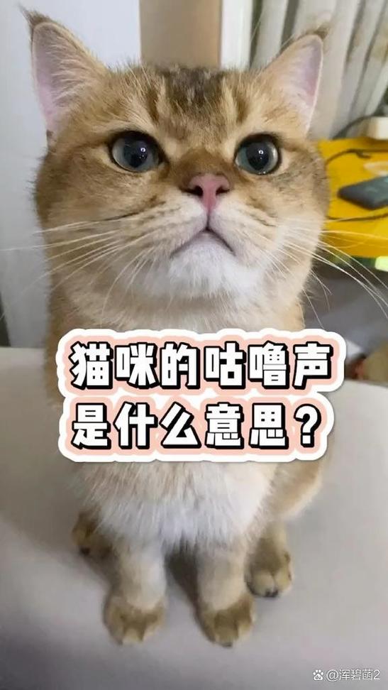 小猫一直发出咕噜咕噜的声音