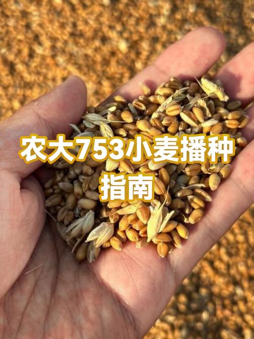 小麦多少度就不长了