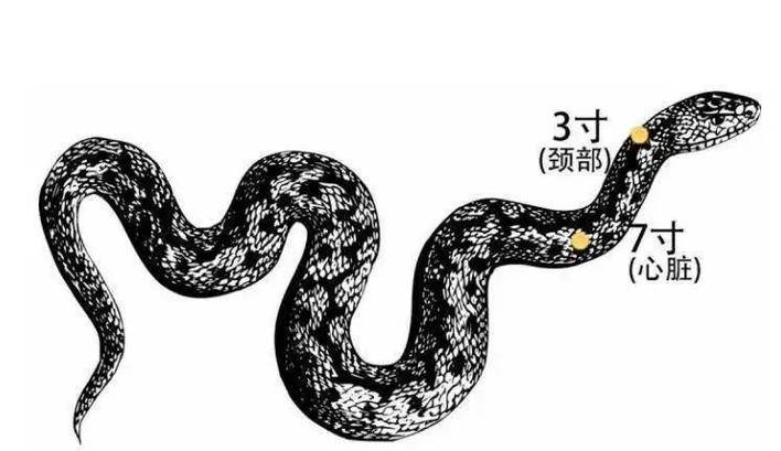 蛇七寸为什么是要害