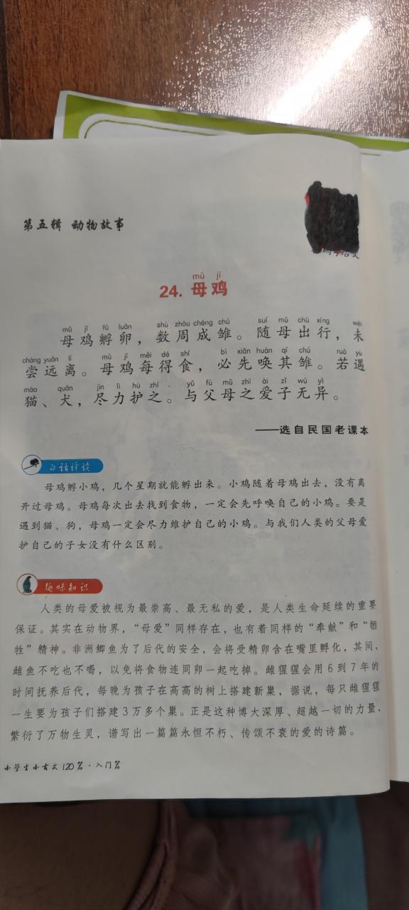 《母鸡》课文四年级下册