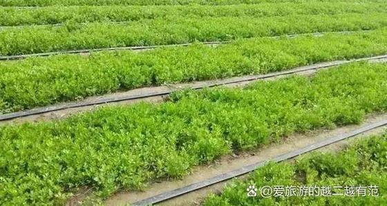 种植致富项目