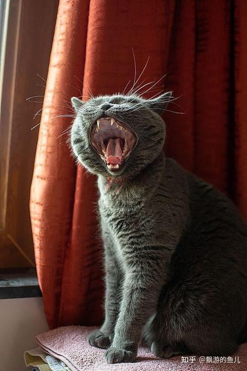十一只哈气猫猜城市