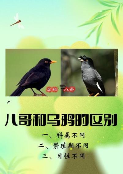 八哥鸟教材说话大全截图3