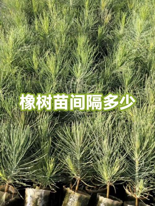 橡树苗一般多少钱一颗