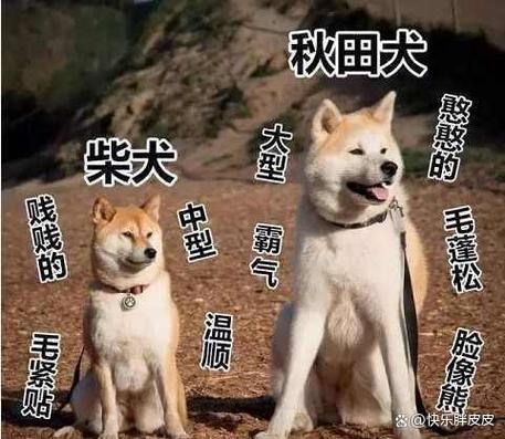 柴犬就是秋田犬吗