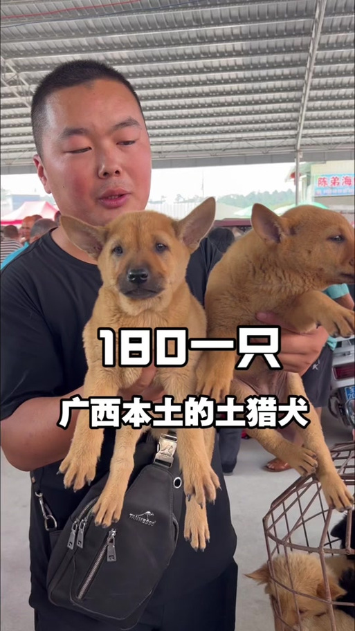 土猎犬多少钱一只