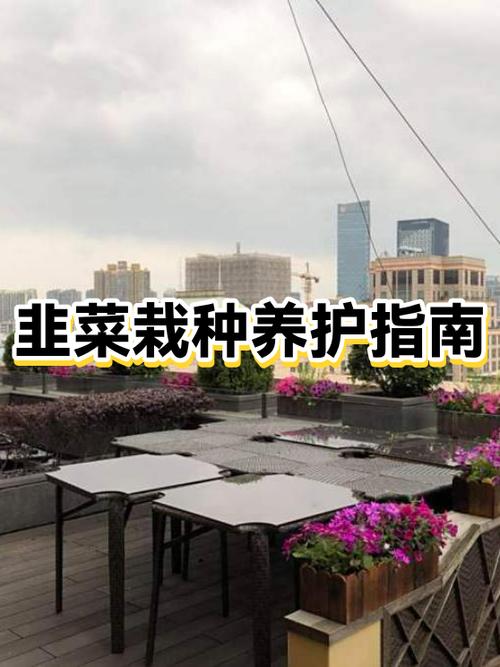 如何栽种韭菜