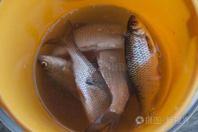 把鱼装进水桶里的方法