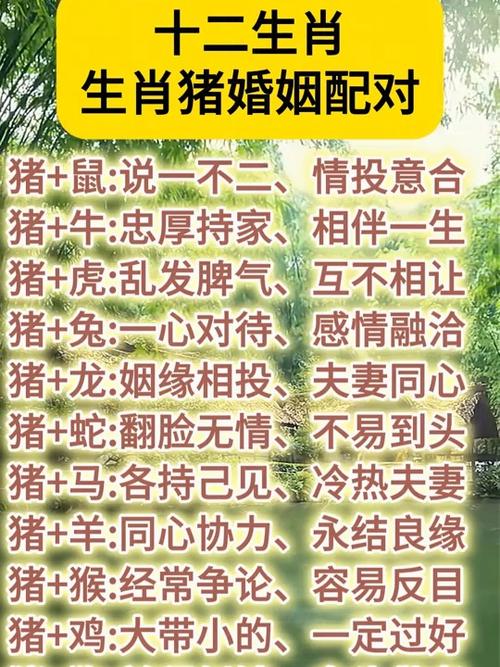 属猪和什么属相最配