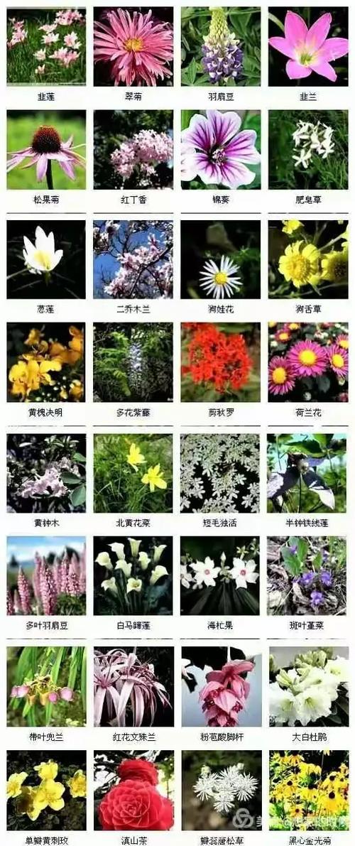 植物百科大全