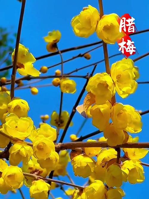 腊梅花树
